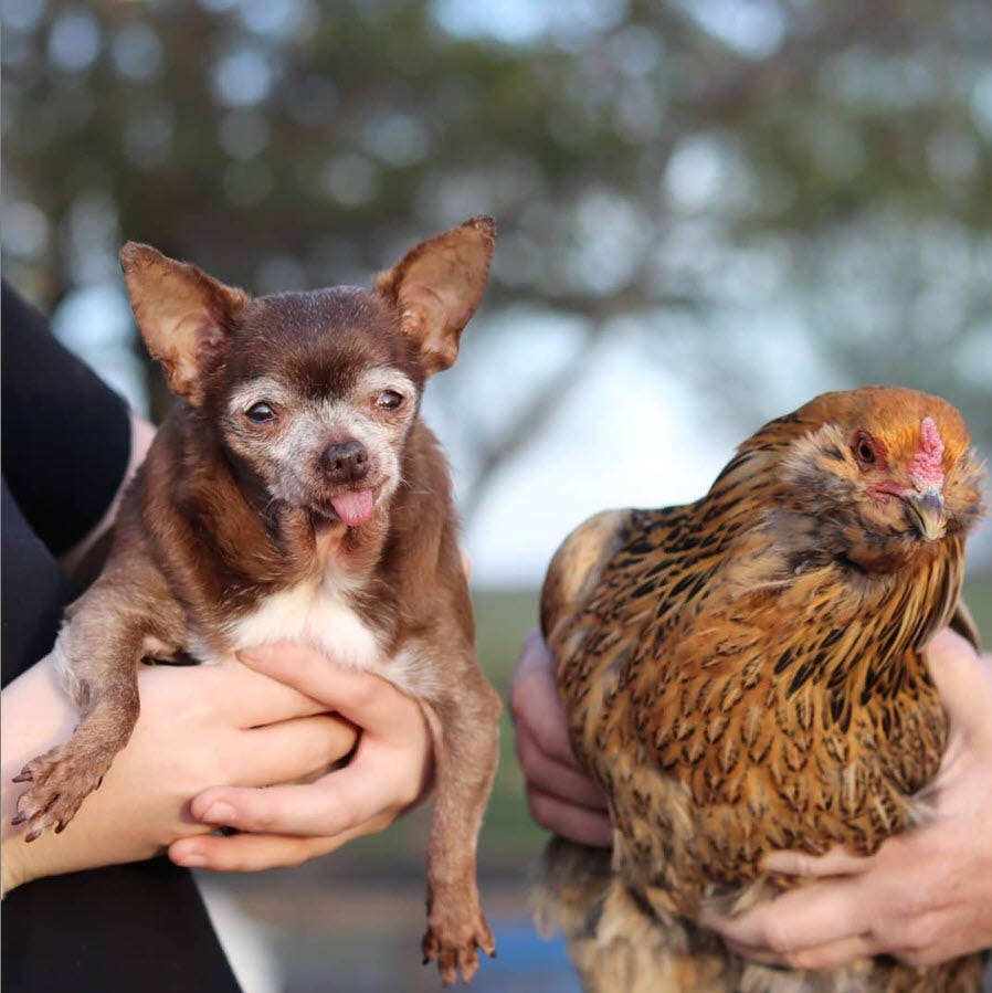 Tongue Forever The Story of Mama Nutmeg by Andrew Zangre Medium