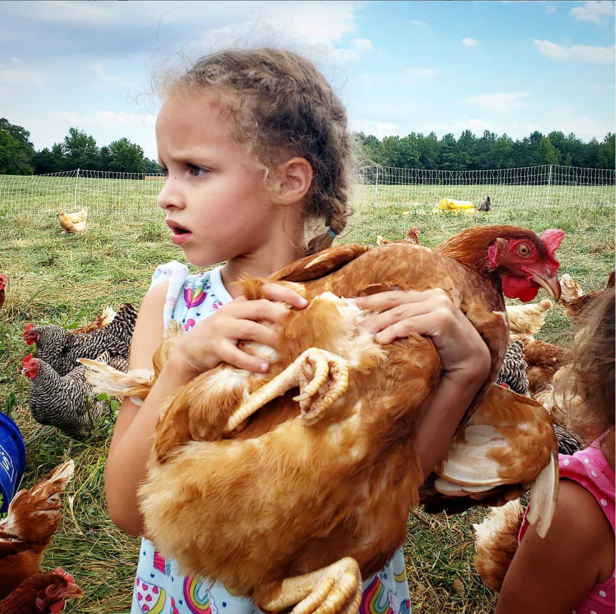 Emmy, a little girl with braids and a patterned shirt, holds a brown chicken that she has caught close to her chest.