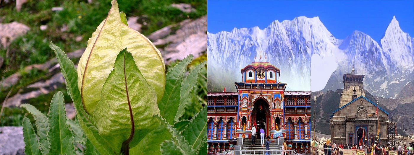 Valley Of Flowers with Kedarnath and Badrinath Valley Of Flowers Trip
