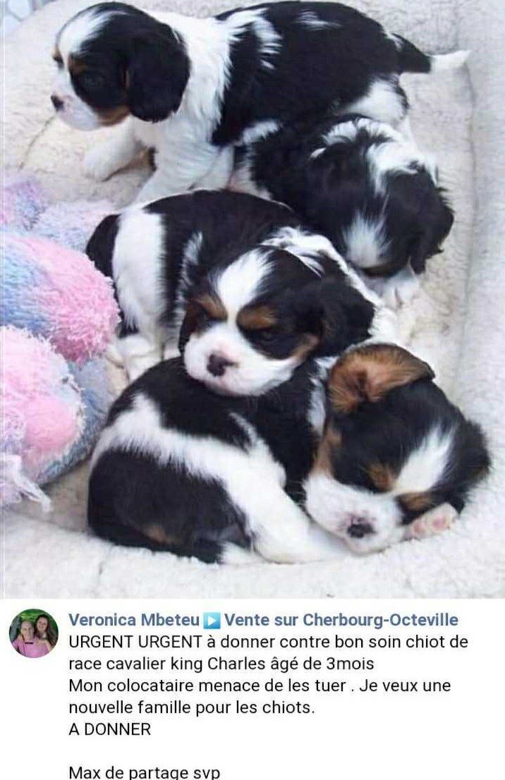 Canular Ces Chiots Sont Des Appats Pour Escroquer Les Internautes By Pesacheck Pesacheck