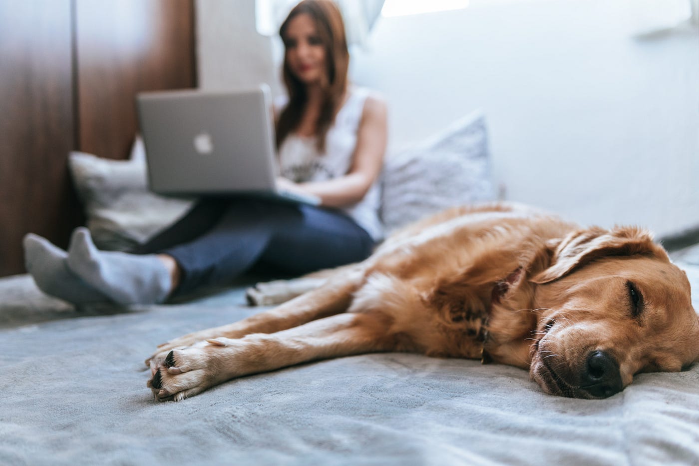 dog on bed with lady on computer