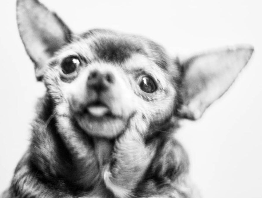 Tongue Forever The Story of Mama Nutmeg by Andrew Zangre Medium