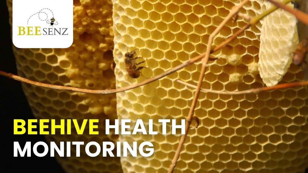 Why Is BeeSenz the Future of Beehive Health Monitoring?