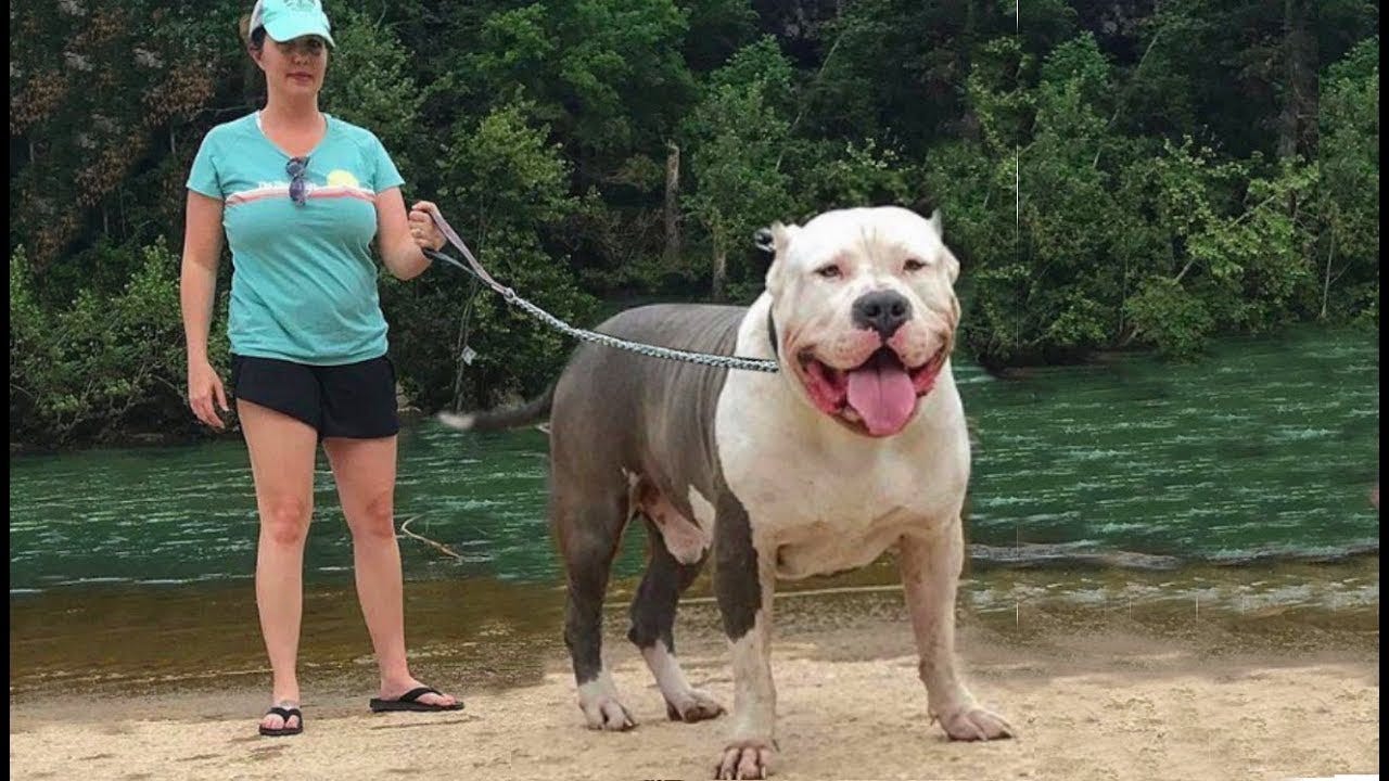 congelado Araña de tela en embudo En respuesta a la en iri köpek cinsleri  Antología pila ingresos