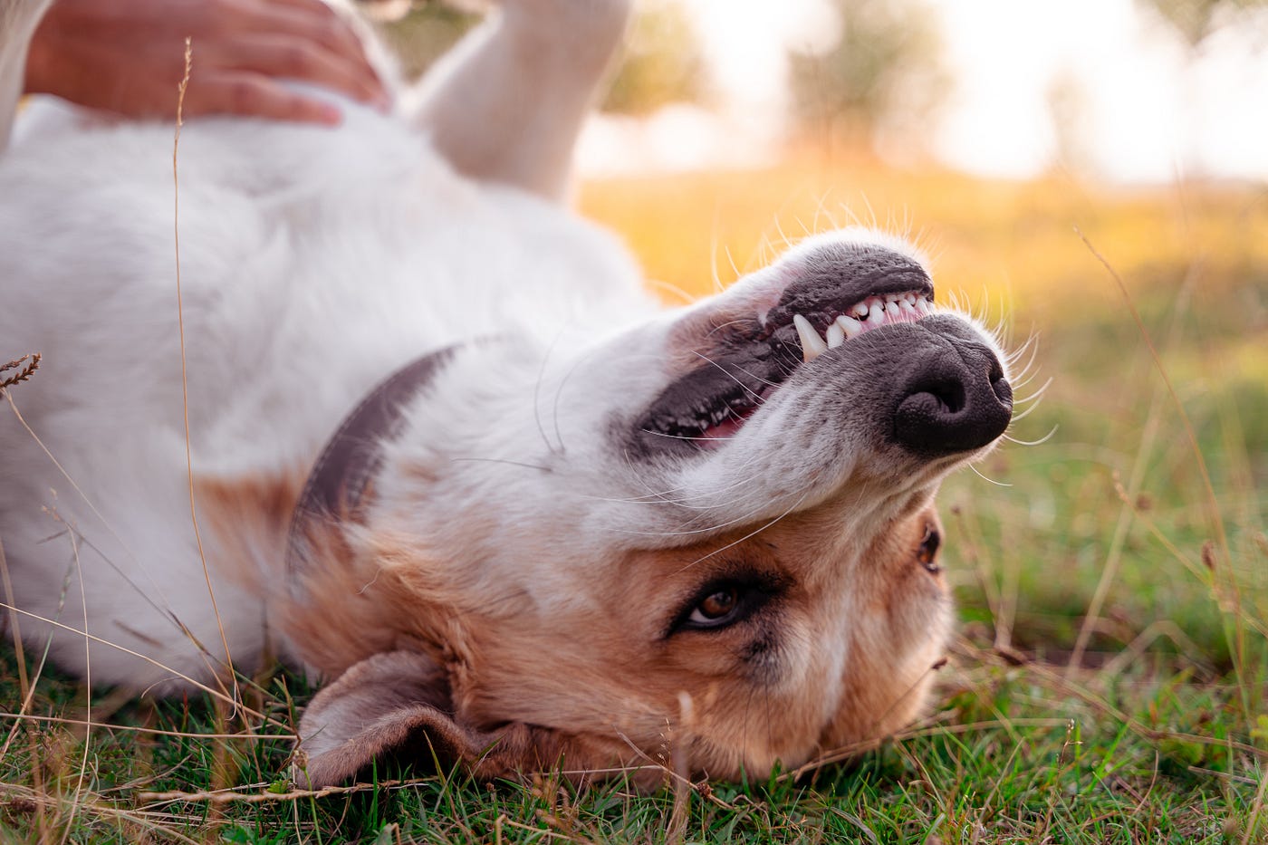 Why My Dog S Teeth Are Chattering By Maddie S Dog Academy Medium