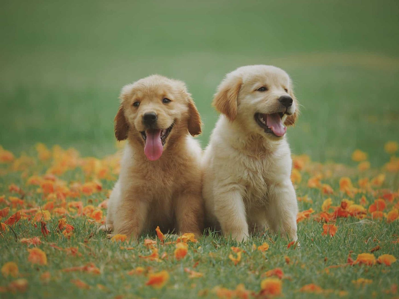 What Age Is The Best Age For A Puppy To Leave It's Mama and Litter Mates?
