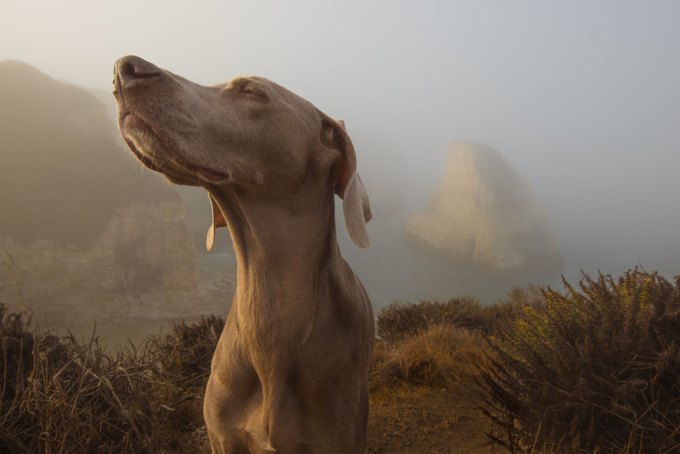 Vizsla dog, brown and medium-sized, point his nose to the upper left corner of the image. Mountains in the background, blurry.