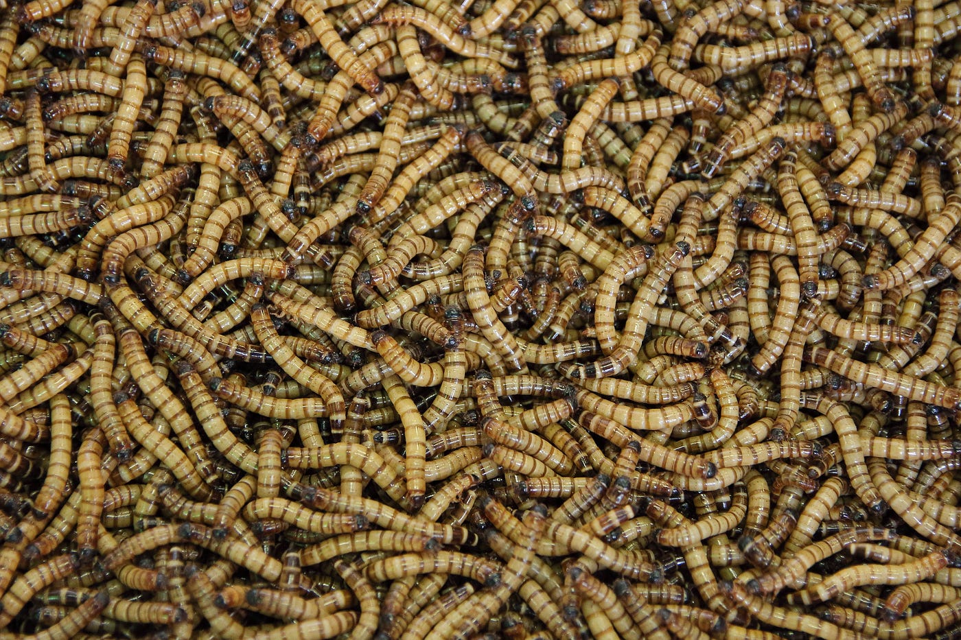 Forensic Entomology: What Can Flies on the Wall Tell Us About Murder? |  Medium
