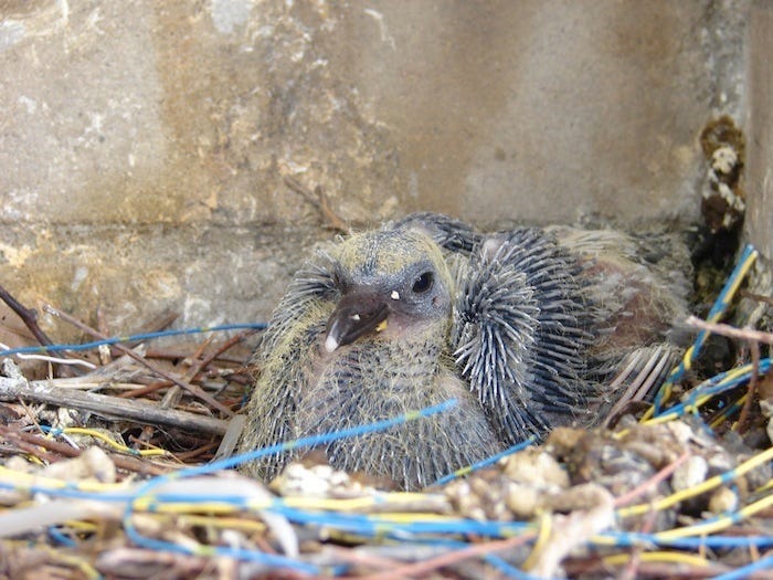 This Is What A Baby Pigeon Looks Like The Bold Italic San Francisco By The Bold Italic Editors The Bold Italic