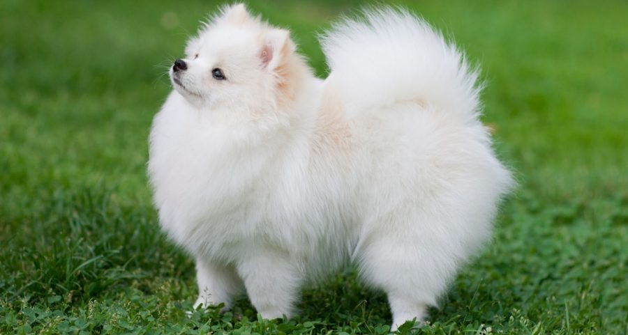 10 smallest dog breeds