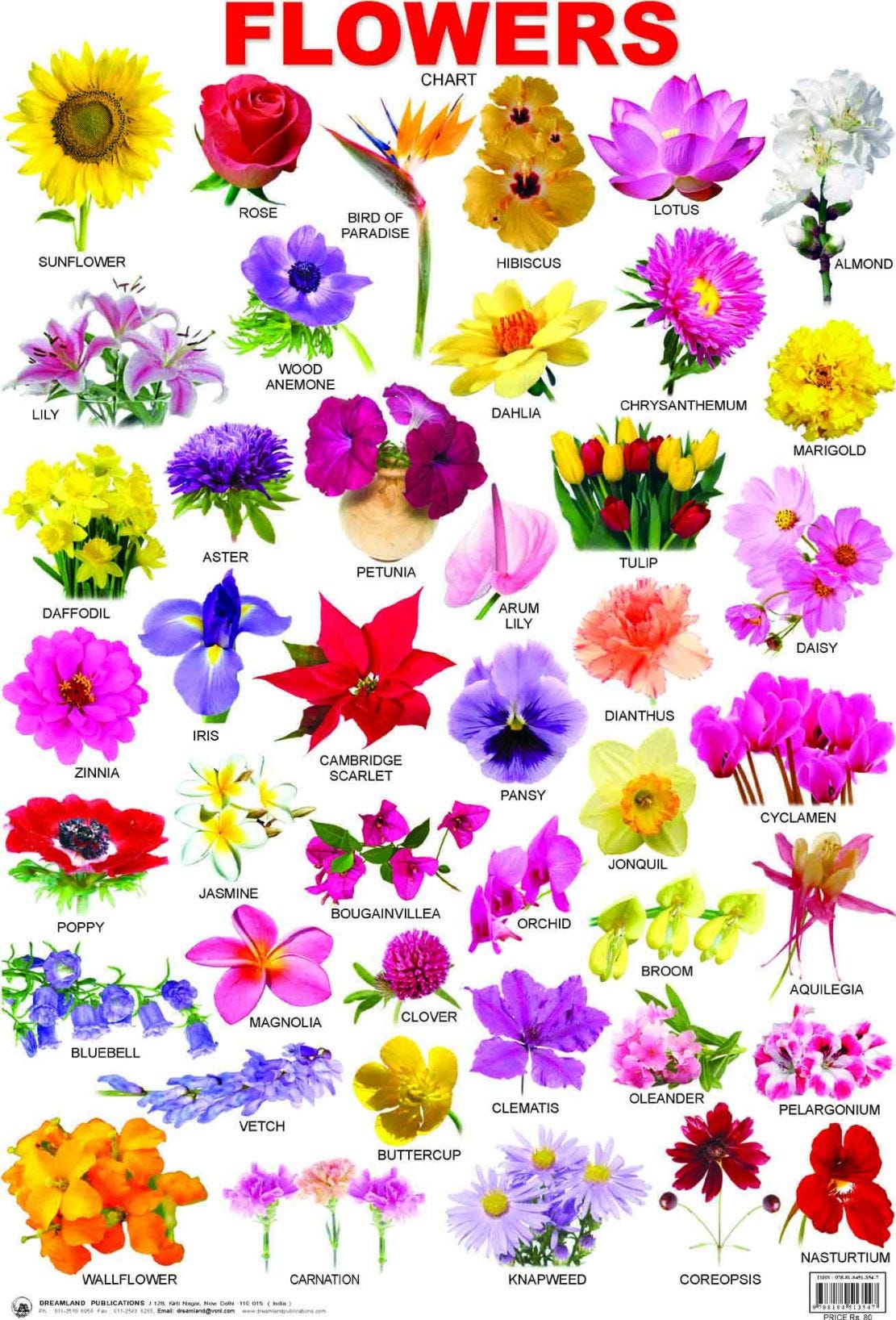 The Shocking Revelation Of Funny Flower Names List Funny Flower Names List By Afifa Fitri Medium