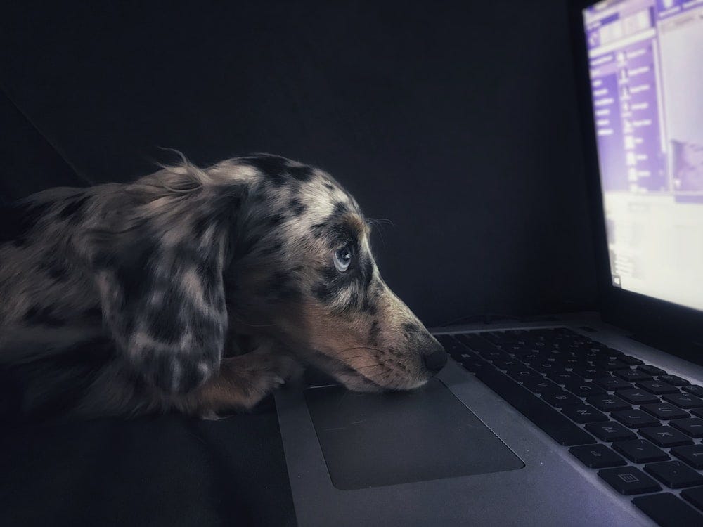 Dog looking at computer. Photo by Kyle Hanson on Unsplash