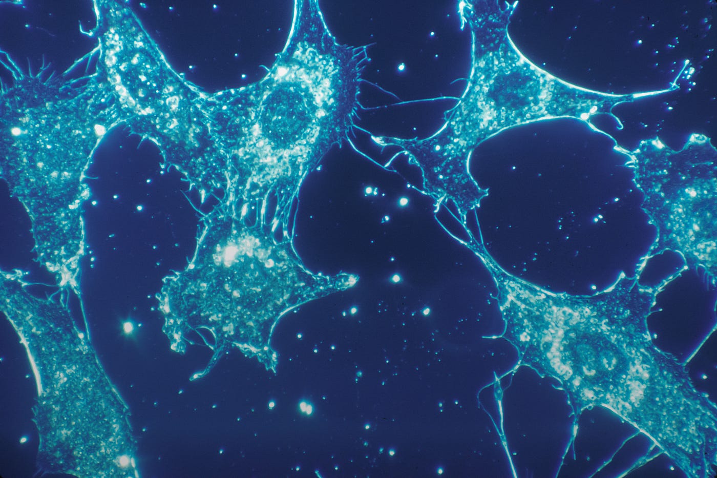 Micrograph of several elongated bluish body cells, set against a dark blue background.