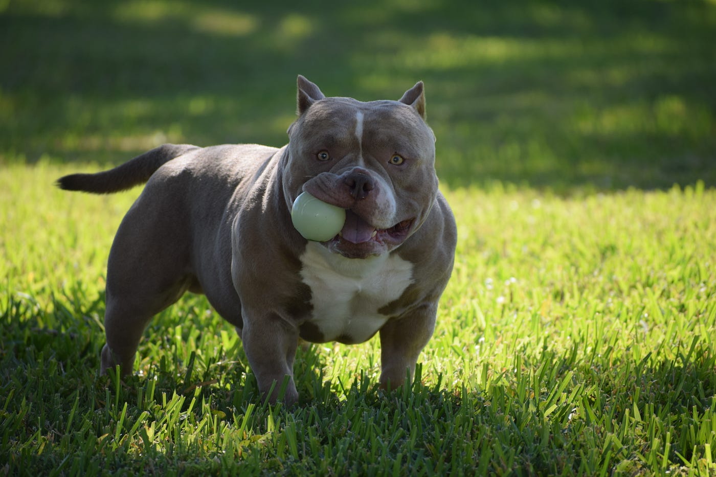 THE TOP 10 DOG FOODS, SUPPLEMENTS, & TRAINING TO BUILD MUSCLE IN THE  AMERICAN BULLY BREED | by VENOMLINE POCKET BULLY'S | Venomline | Medium