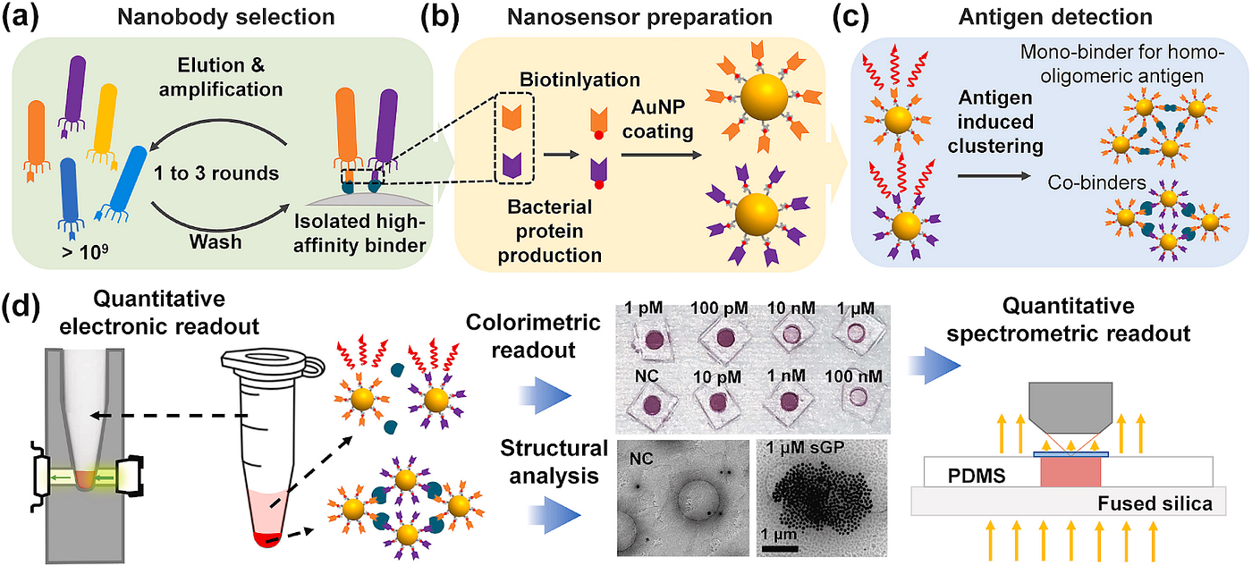 NT/ Novel nanoantibiotics kill bacteria without harming healthy cells