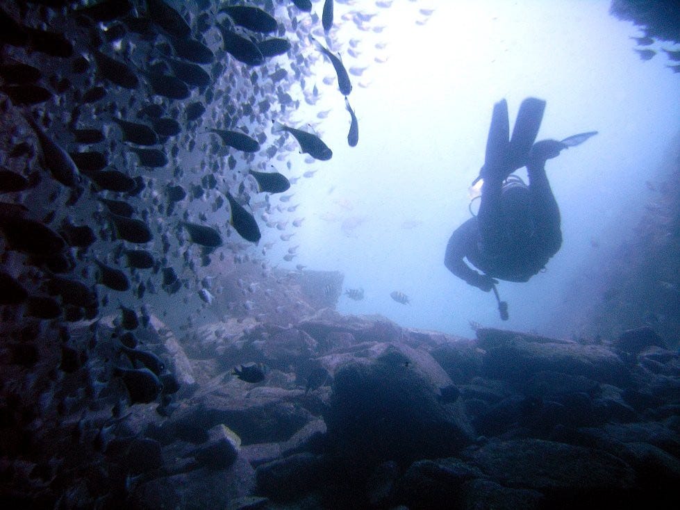 Diver in murky water confronting fish schooled to one side