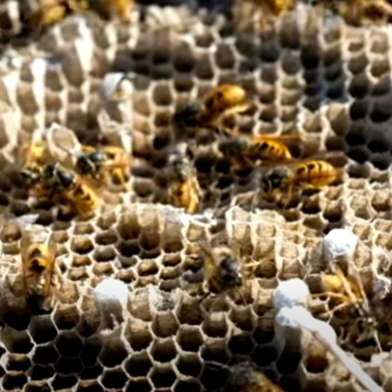 What is the best way to get rid of wasp nests? by Apex Pest Control Medium