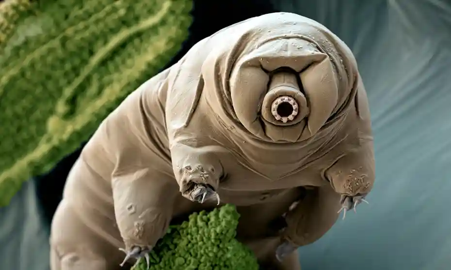 Water Bears in Space!?. WaterBears or Tardigrades have suited… by