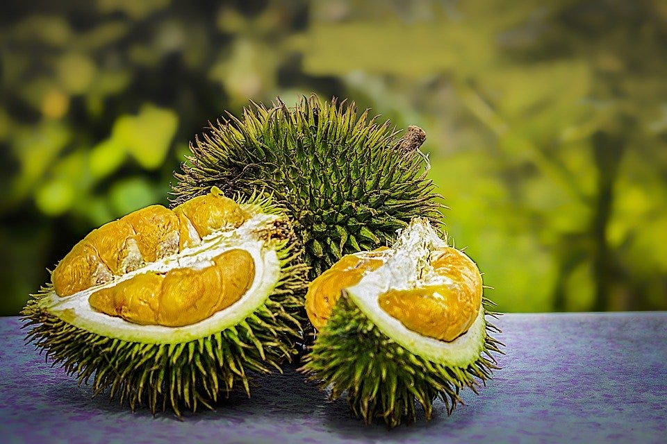 The Science Behind Durians Deadly Stench By Vanessa Ng Curious Medium