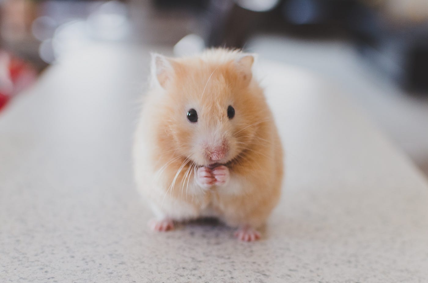 A small golden-colored mice faces us, empty hands raised to his mouth. Recent mice research suggests that antibiotic-induced harm to the microbiome adversely affects athletic performance.