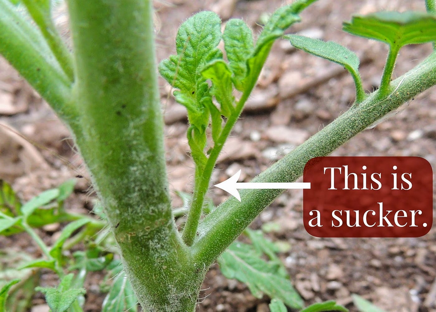 How to Properly Trim Tomato Plants by Eve Fox Medium