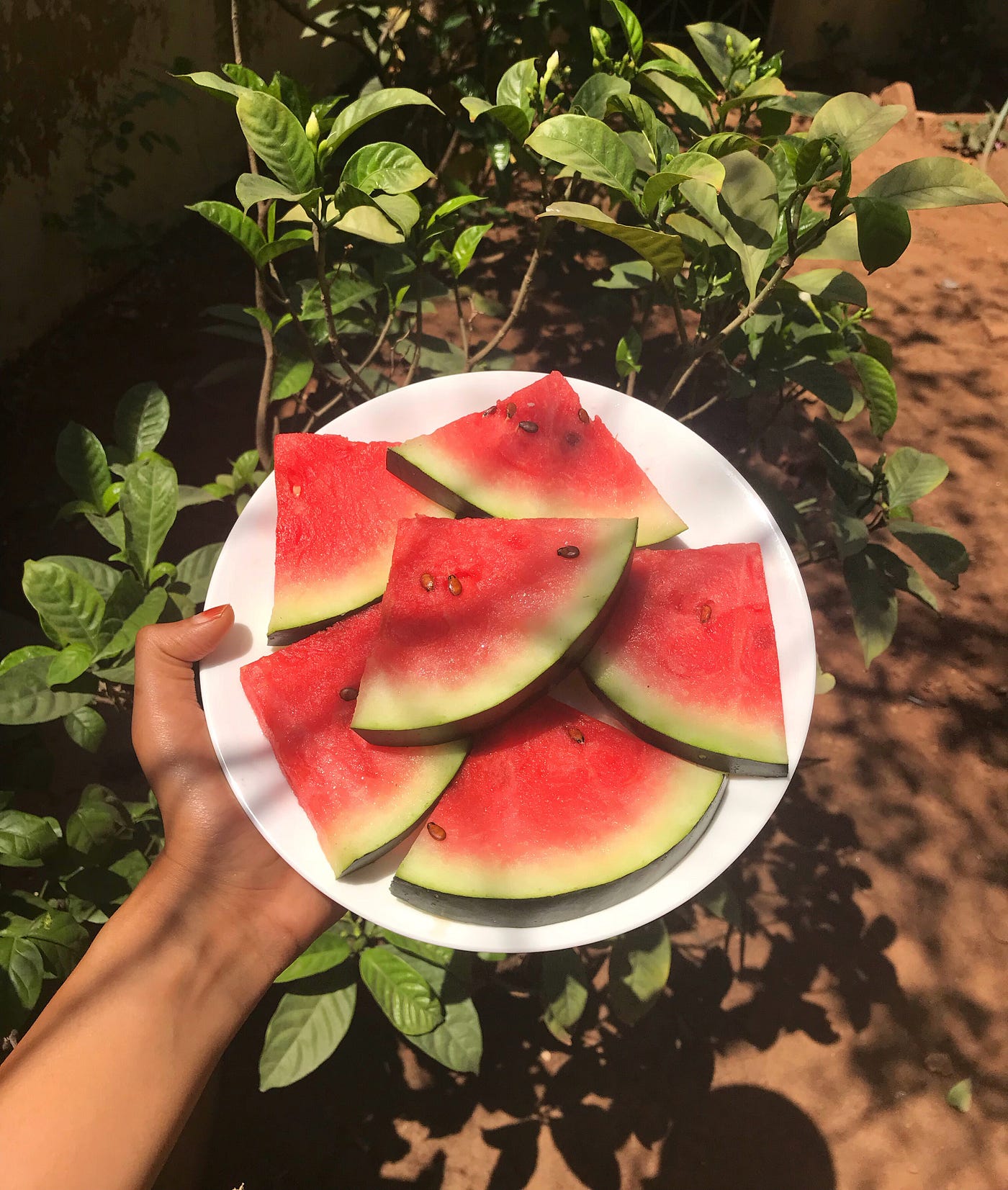 Watermelon Agro Tourism In Wada The Fruit Farmers In Wada Showed Us By Nidhi Gupta Thehappychapter Medium