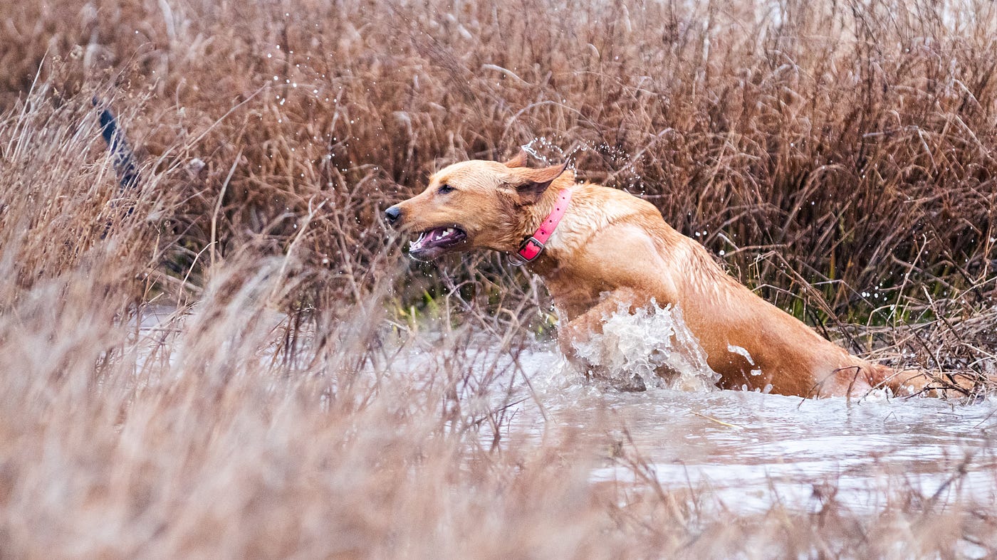 are cadaver dogs trained fir human cadavers