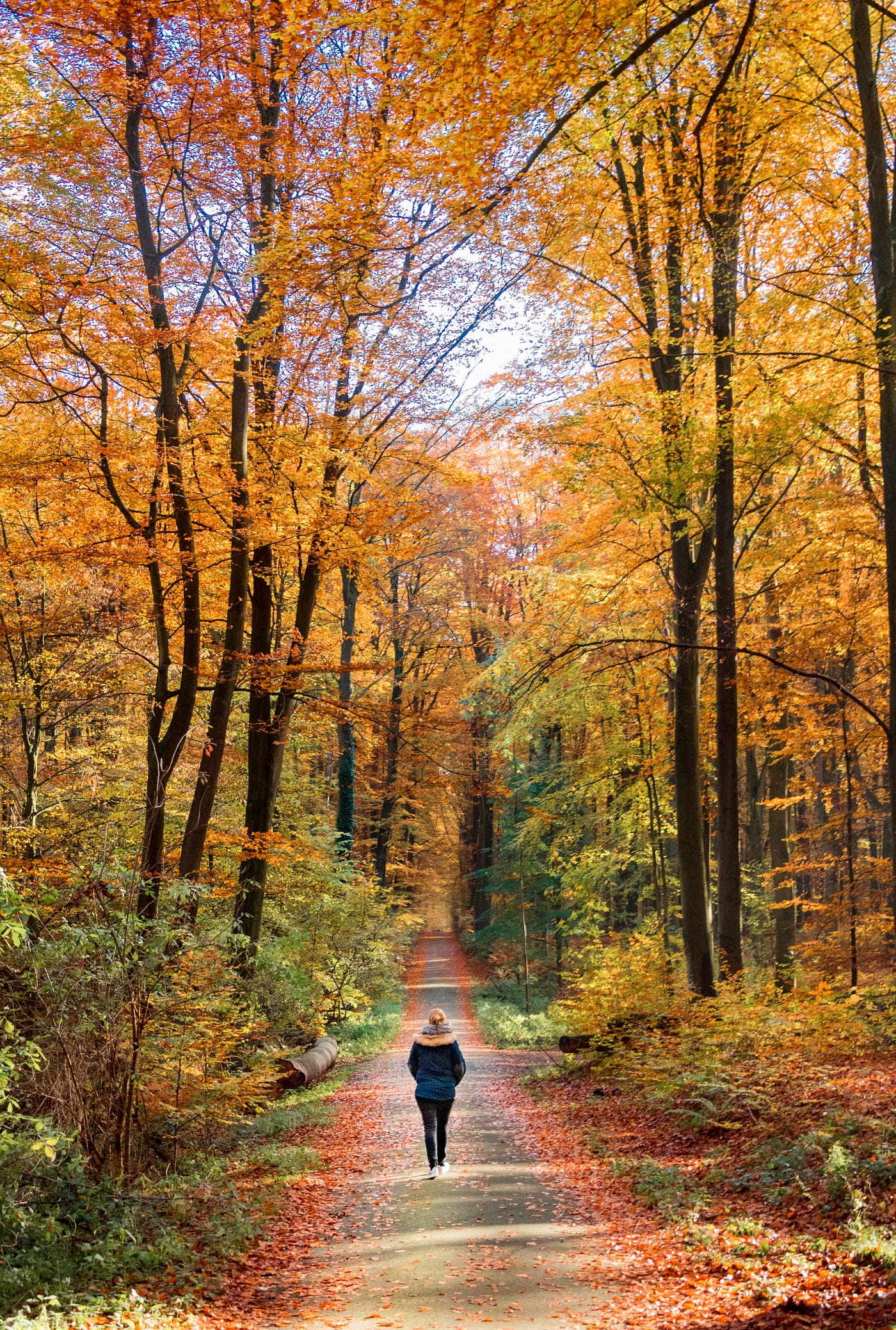 A woman walks away from us, in the woods and surrounded by autumn foliage. The leaves are mostly orange; there are some green leaves, too. The woman wears a medium length blue jacket.