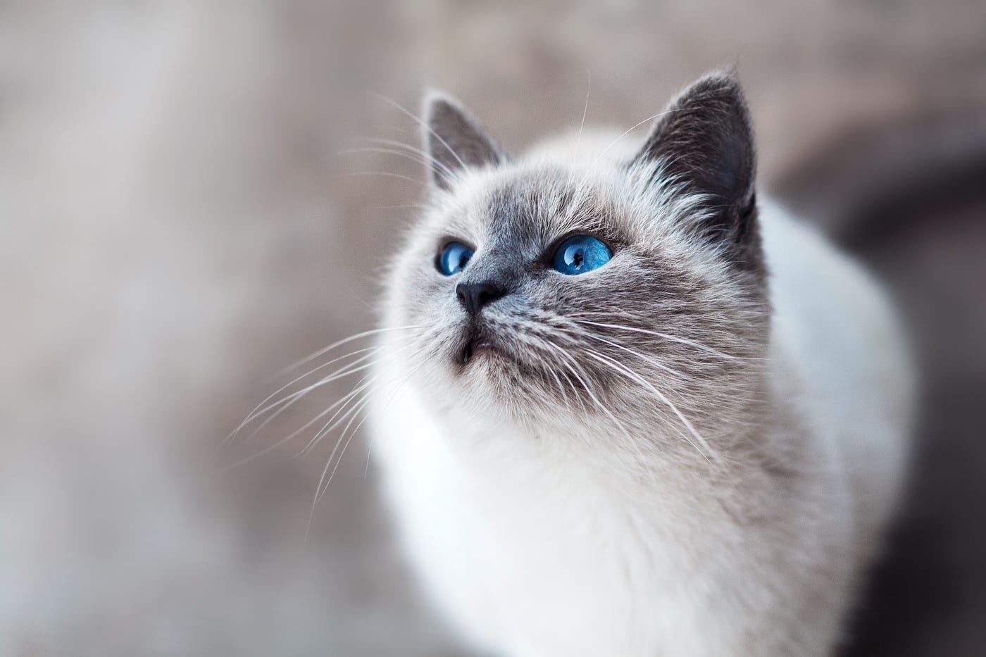 weight of a cat by age
