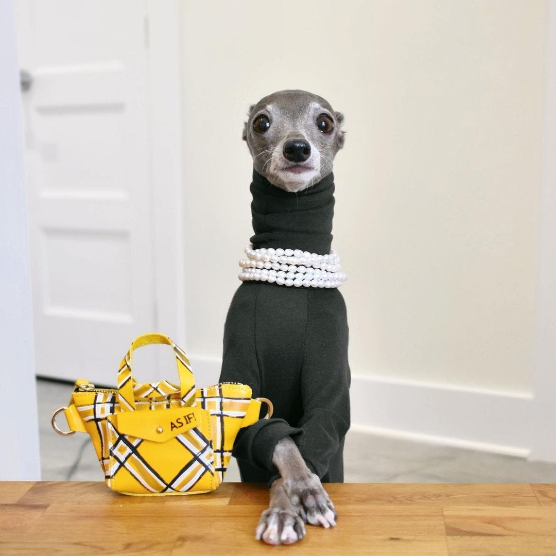 The top pet influencers to follow on social media by The b The b