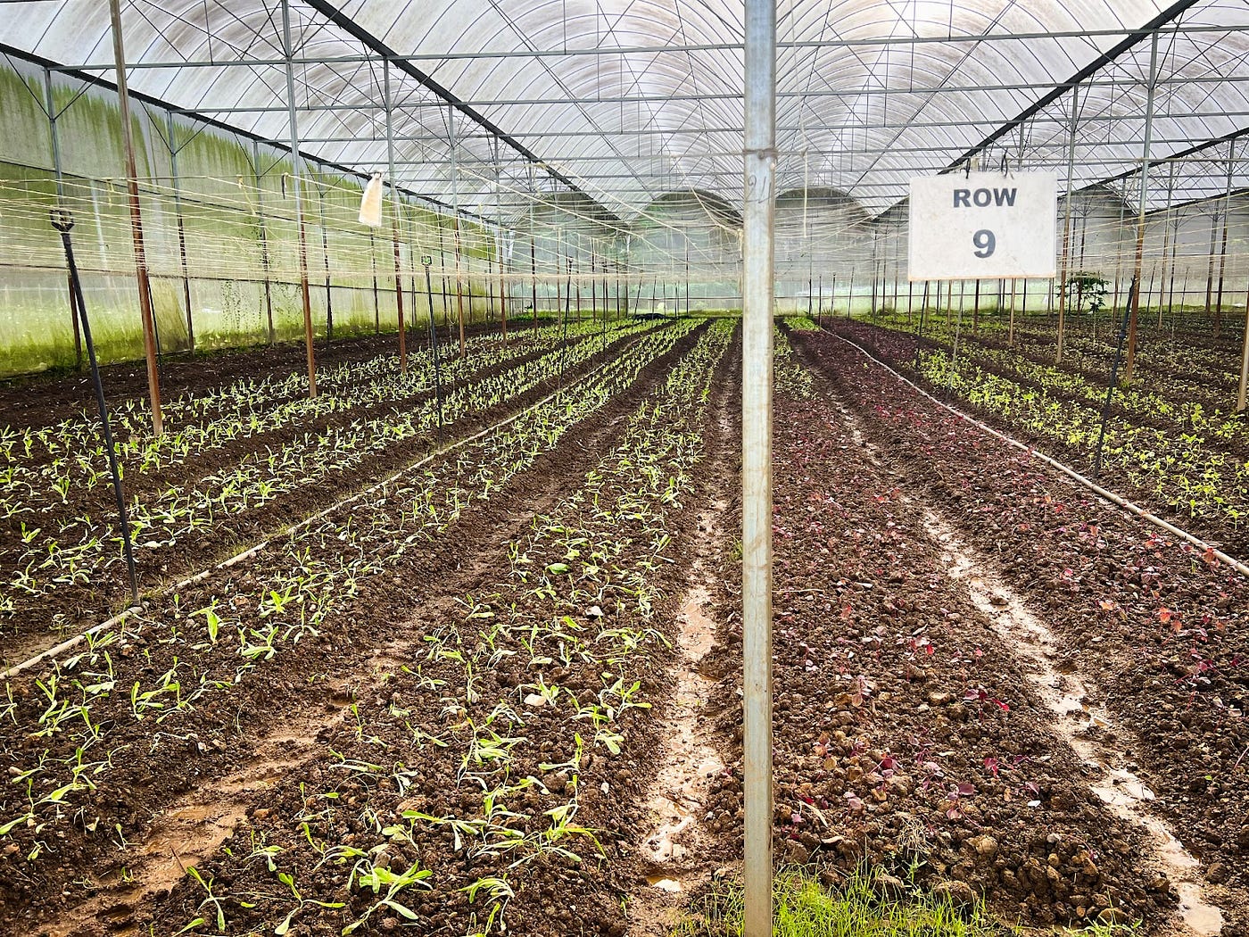 Boosting Organic Farming with Technology: The Impact of SenzAgro at Sunway Organic Farm