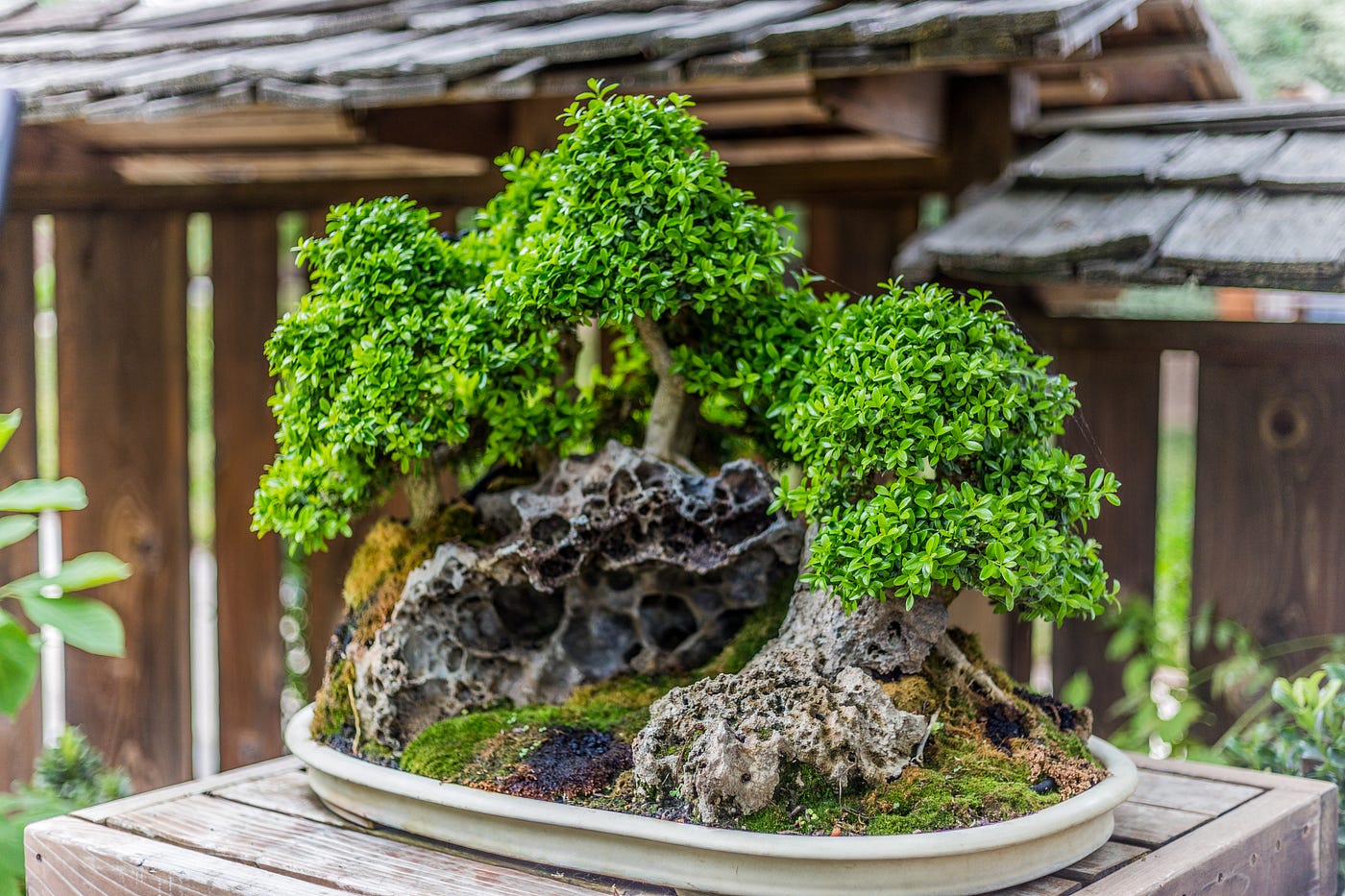 The Ancient Art of Bonsai. Bonsai history, philosophy and styles by
