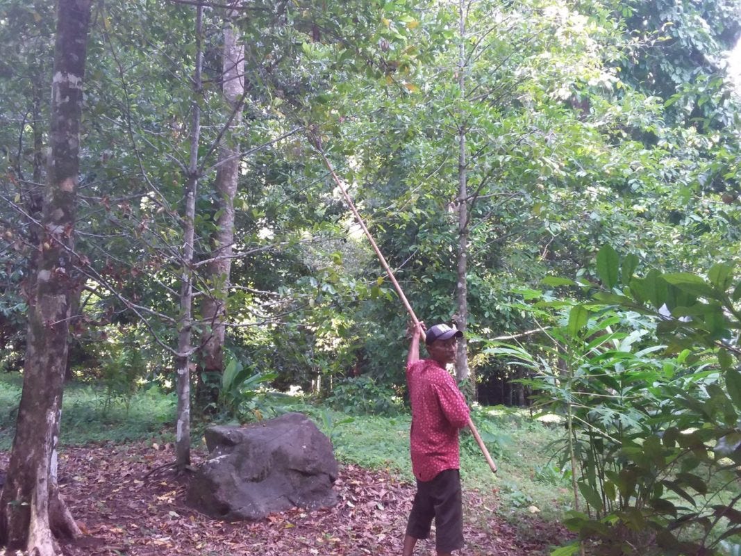 ナツメグの実 インドネシア スパイスアイランドにて By Mai はな 日本語で読む Medium ナツメグの実 インドネシア スパイスアイランドにて By Mai はな 日本語で読む Medium