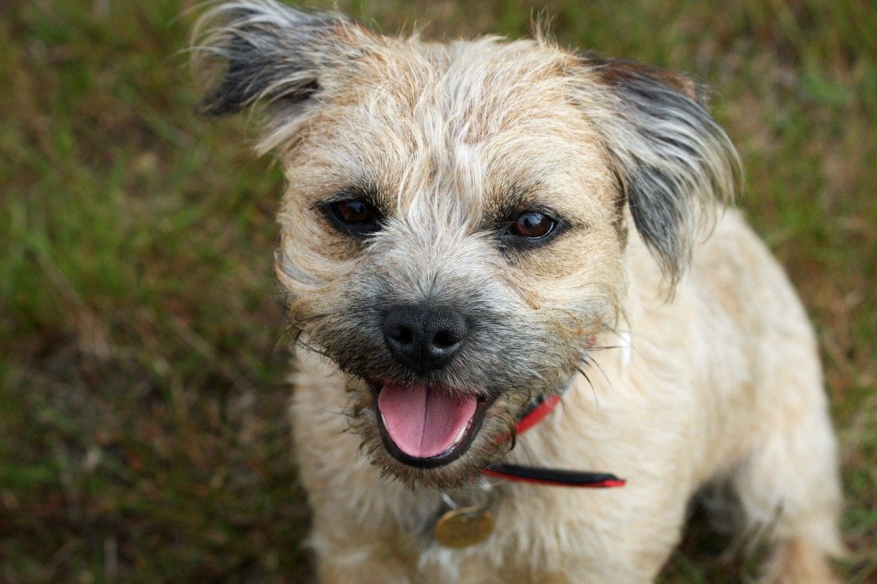 Jack Russell Cross Border Terrier | by Amy Trumpeter | Medium