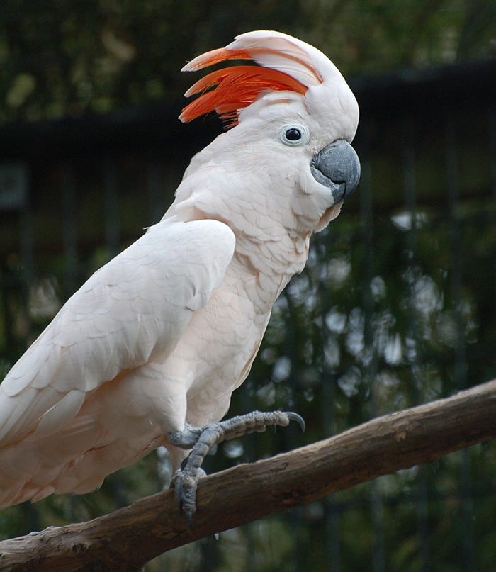 10 Types of Cockatoo. There are several varieties of… by Krafty