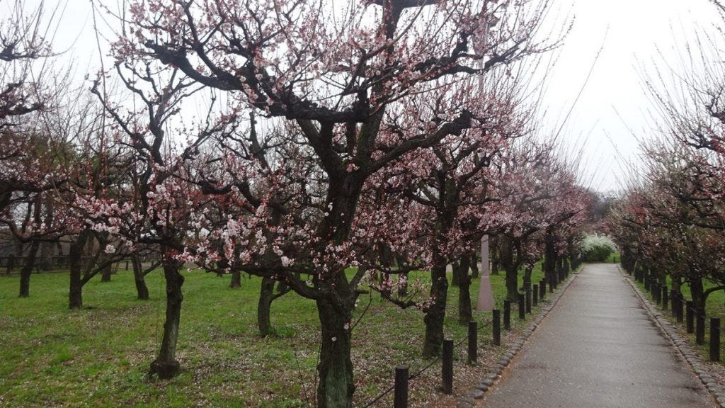 大阪景點 大阪城公園景點推薦 天守閣 西之丸庭園 大阪城御座船 By 葉小明 Medium