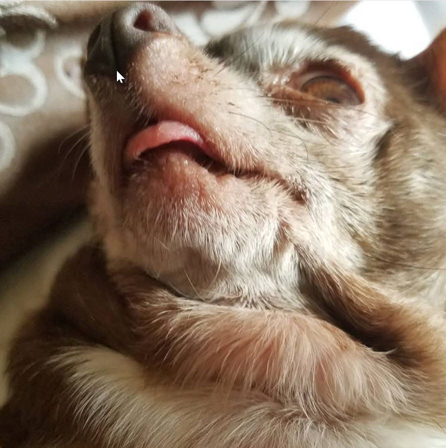 Tongue Forever The Story of Mama Nutmeg by Andrew Zangre Medium