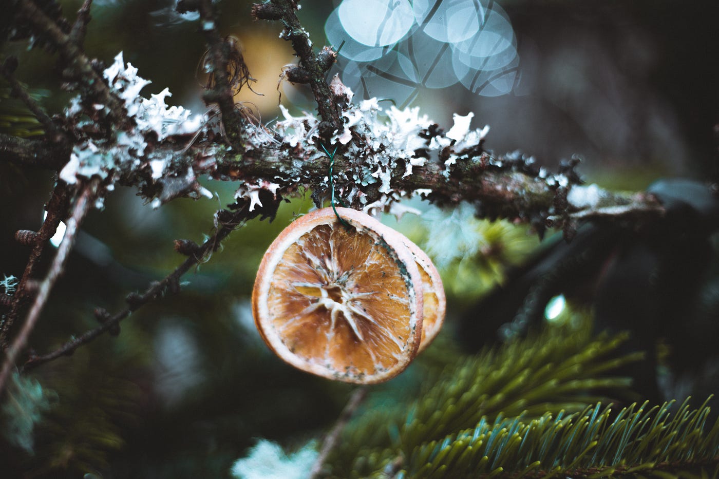 Fruit Of The Poison Tree. A haiku by Sherrye Richardson Medium