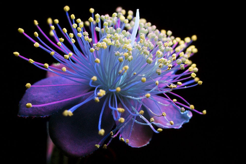 The plant sneaking into your garden will shock your taste buds like never before