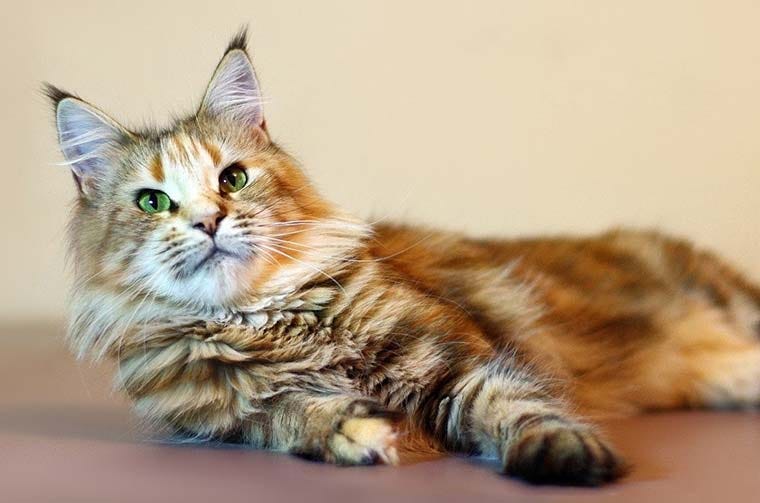 Top 10 smartest cats in the world by Edwin Stubbs Medium