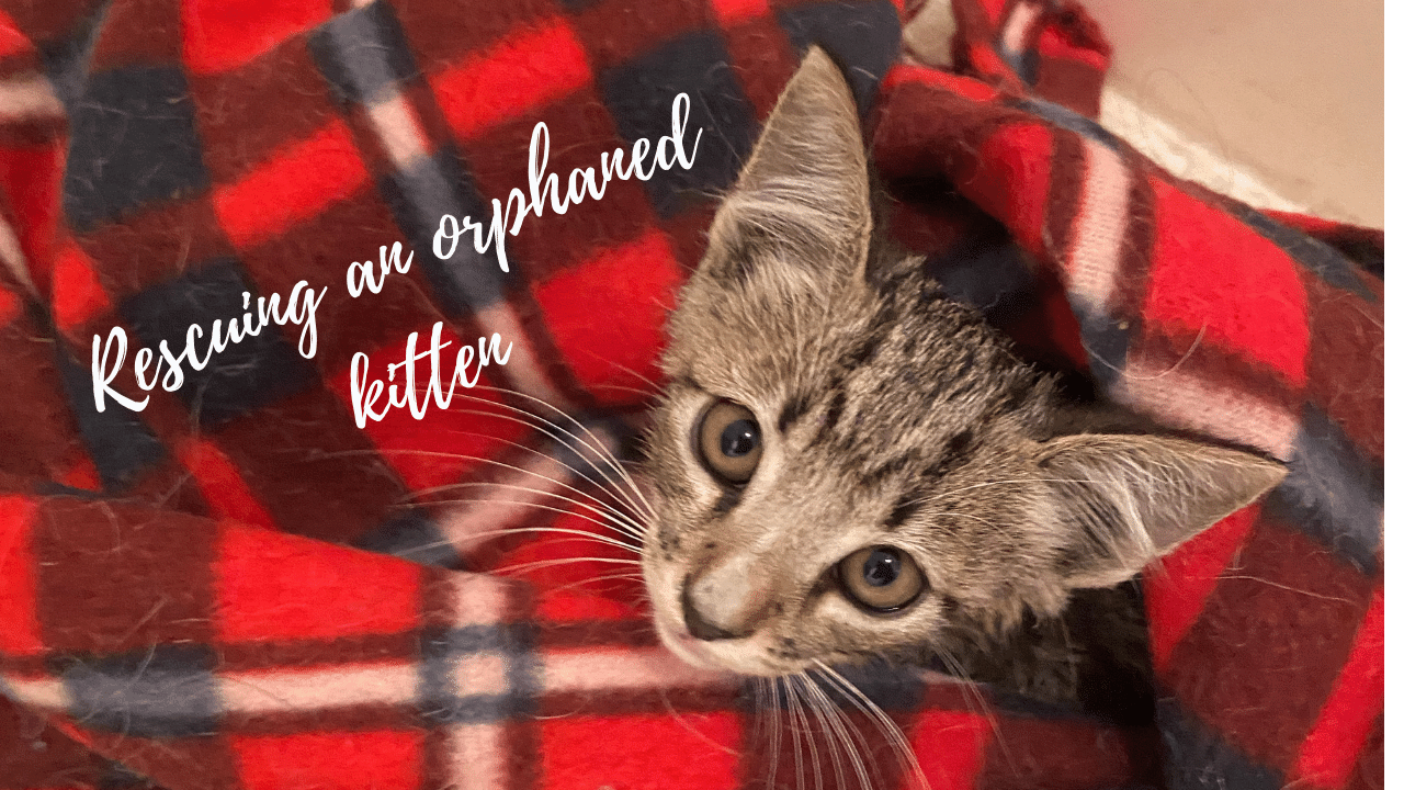 How To Rescue And Care For An Orphaned Feral Kitten
