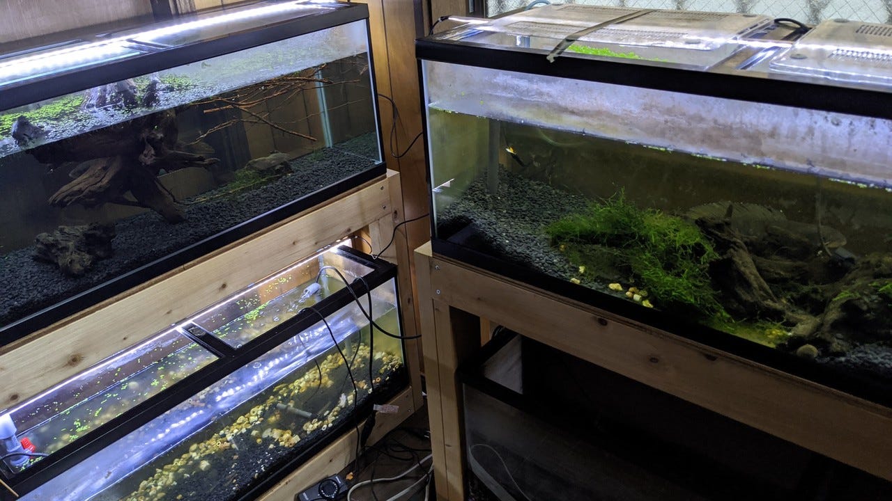 趣味の熱帯魚と3重管オーバーフロー水槽を自作してみた話 ハヤカワです 音楽やプログラミングの他に隠れた趣味として 熱帯魚をいくつか飼って By Kazuki Hayakawa Medium