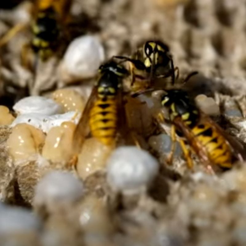What is the best way to get rid of wasp nests? by Apex Pest Control