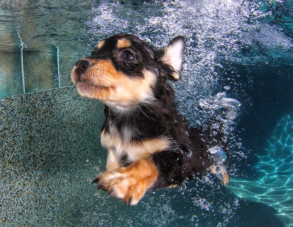 Perros bajo el agua: las fotografías de animales nadando Seth Casteel | by  Barkibu | Barki News Español