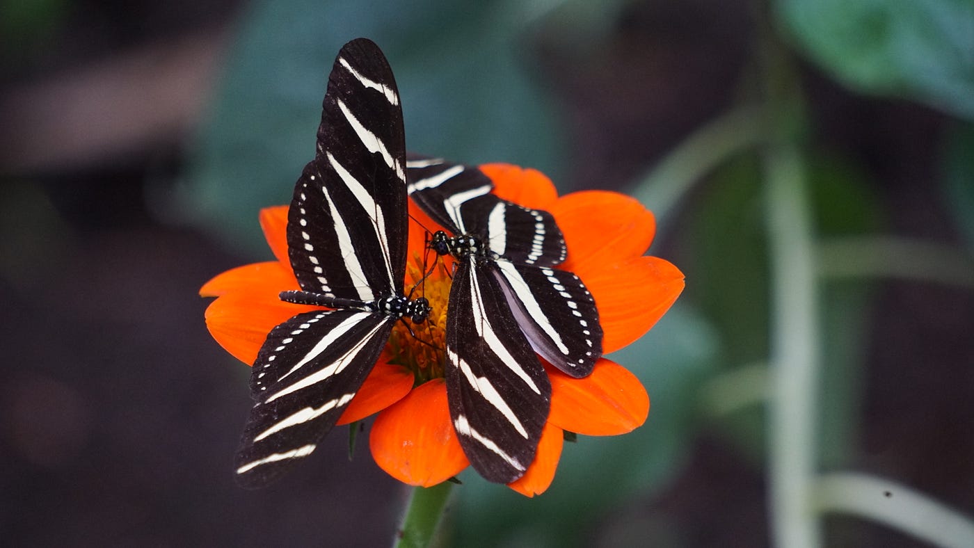 Think Like a Butterfly. Write Like a Bee.  by Michele Sharpe