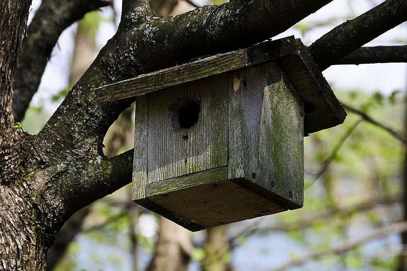hiding trail camera in birdhouse