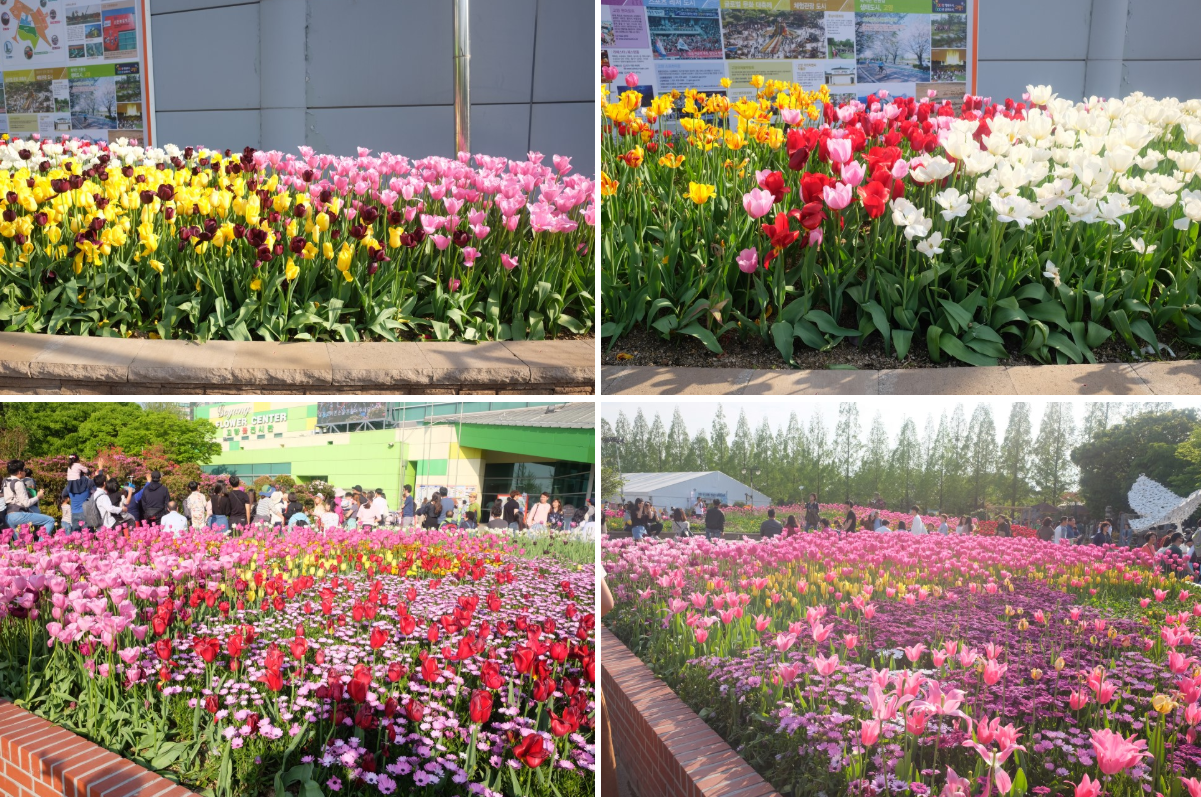 Spring Festivals In South Korea Flower Festival By Iris My Life Story In South Korea And Not Only Medium
