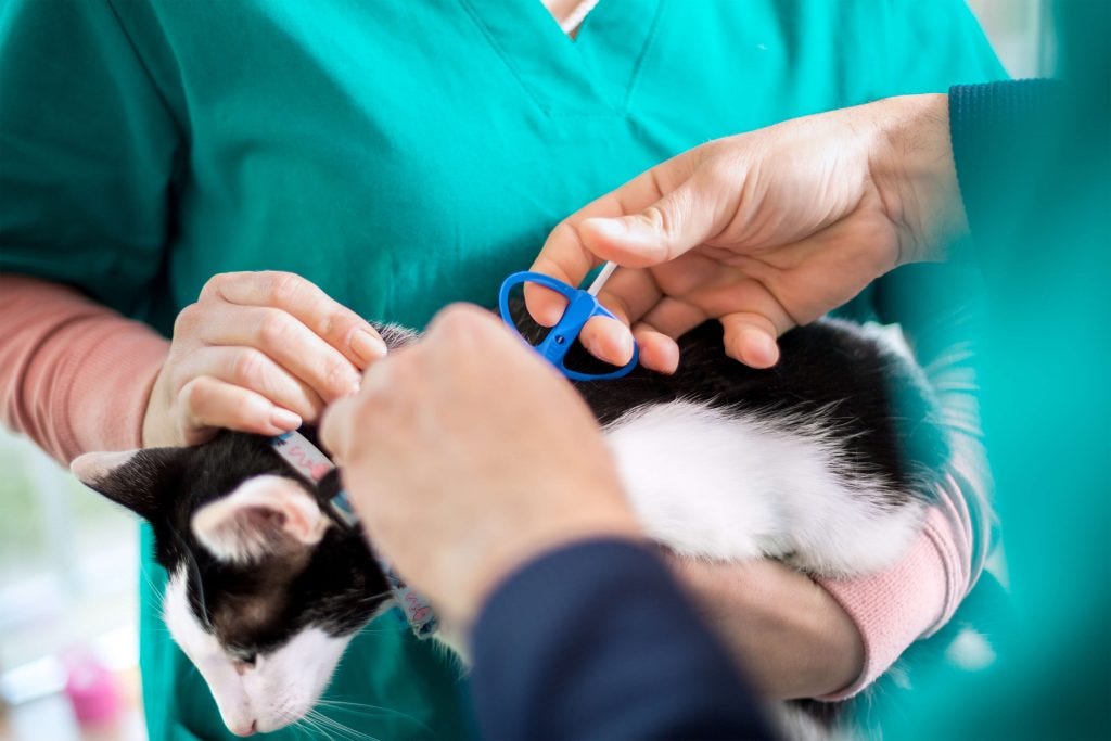 Getting your cat chipped Cat’s Best by Cat's Best UK Medium