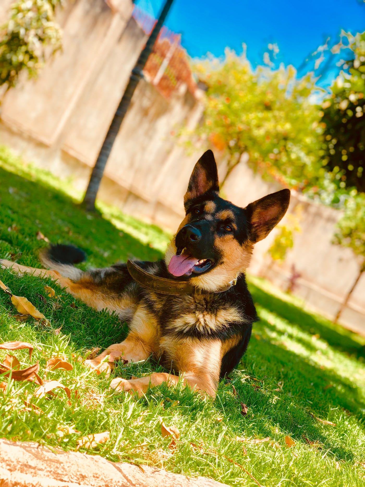 How an Orthopaedic Dog Bed Changed My German Shepherd’s Life. by
