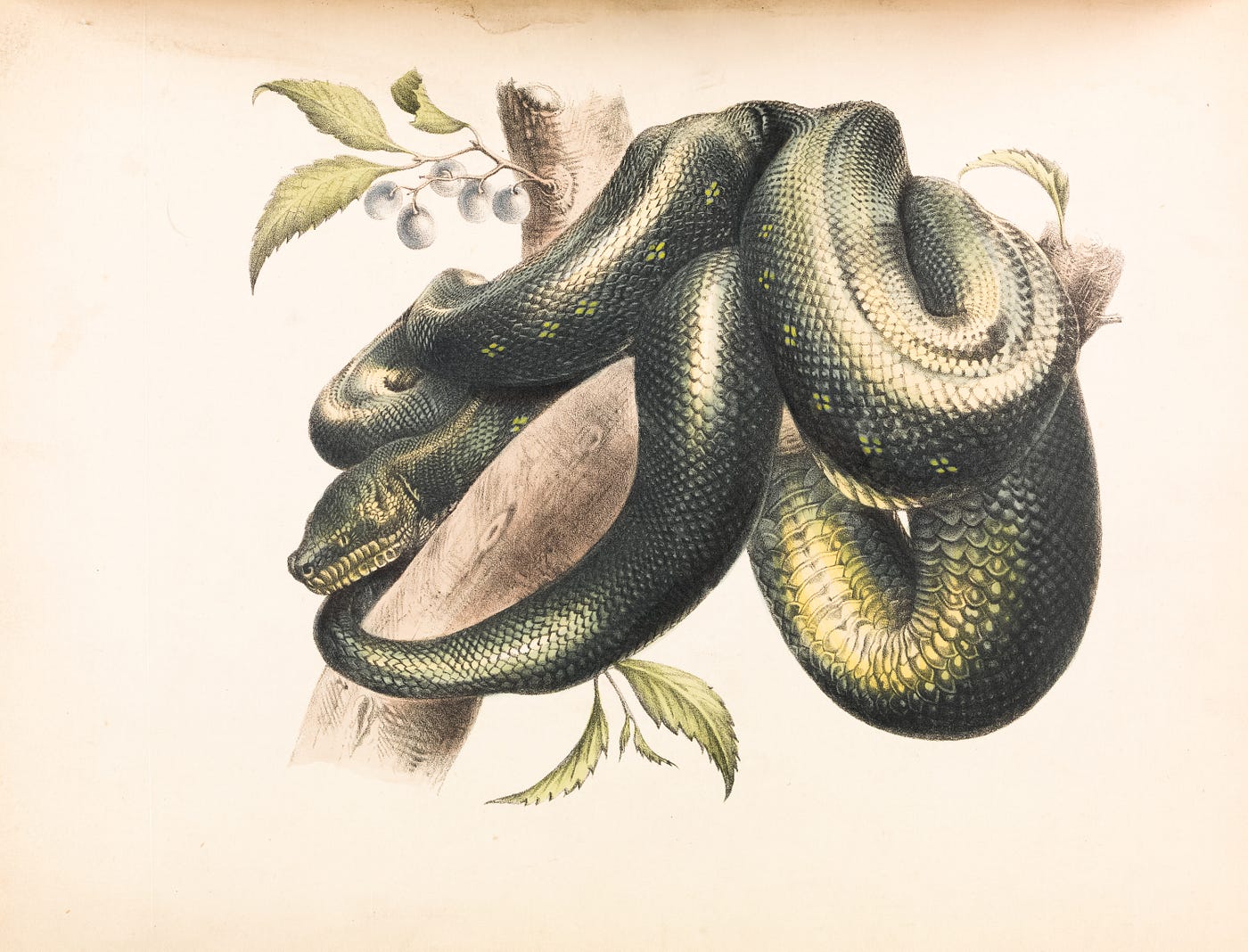 Training a Snake Game AI: A Literature Review | by Thomas Hikaru Clark |  Towards Data Science